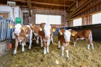 Kälbergruppe im Stall