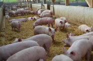 Schweine in einem Freiluftstall mit Heu auf dem Boden
