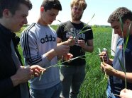 4 Personen halten Grashalm in der Hand
