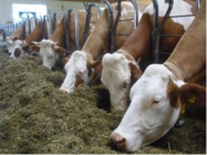 Kühe im Stall an der Futtertraufe