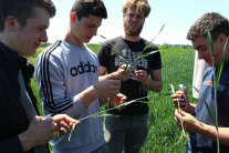 4 Personen halten Grashalm in der Hand