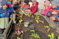 Kinder stehen um Beet mit Salatpflanzen