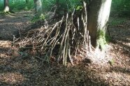 Äste lehnen an einem Baum und bieten einen kleinen Unterschlupf