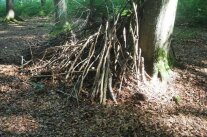 Äste lehnen an einem Baum und bieten einen kleinen Unterschlupf