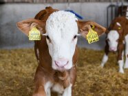 Kalb im Kälberstall