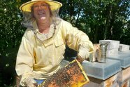 Imkerin in Schutzausrüstung zeigt die Wabenplatten eines Bienenstocks