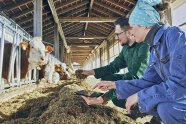 Frau mit Tablet und Mann mit Futter in der Hand blicken zu Kühen im Kuhstall