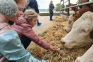 Kinder füttern Kühe