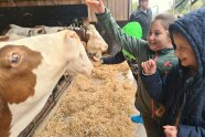 Kinder streicheln Kühe